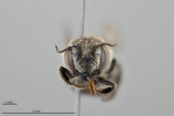 Media type: image;   Entomology 518875 Aspect: head frontal view